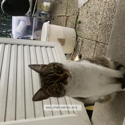 Photo 1/1 Found cat Found in Pierrefitte sur seine