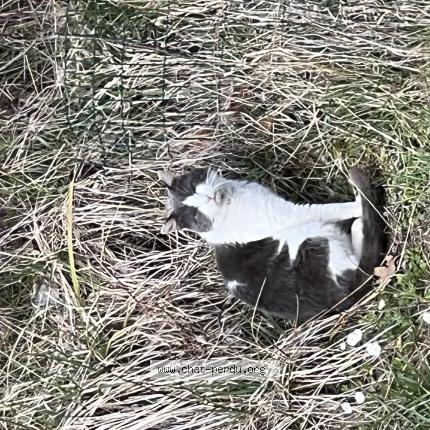 Photo 1/1 Found cat Found in Mestes