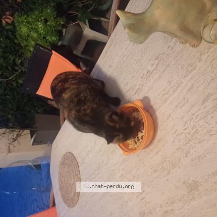 Photo 1/1 Found cat Found in Cagnes sur mer
