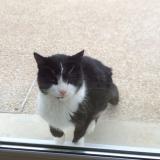 Picture of cat lost at Sellieres