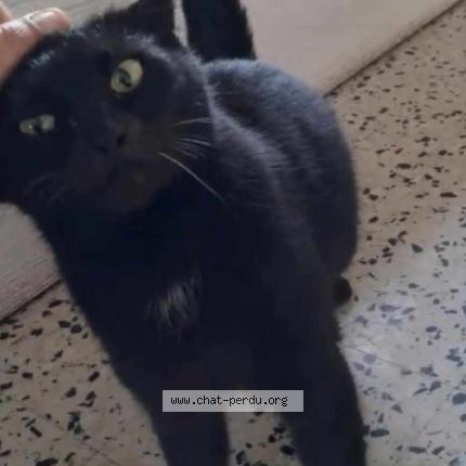 Photo 1/1 Found cat Found in Saint paul trois chateaux