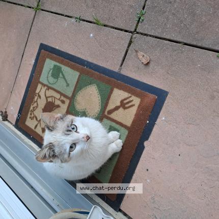 Photo 1/1 Found cat Found in Dax