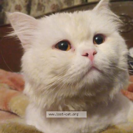 Photo 1/1 popo Chat lost in Lahore