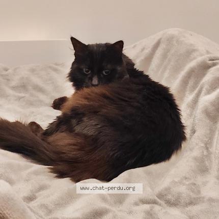 Photo 1/1 Kiwi Chat lost in Saint ouen d aunis