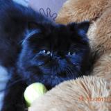 Picture of cat lost at Sainte Marie