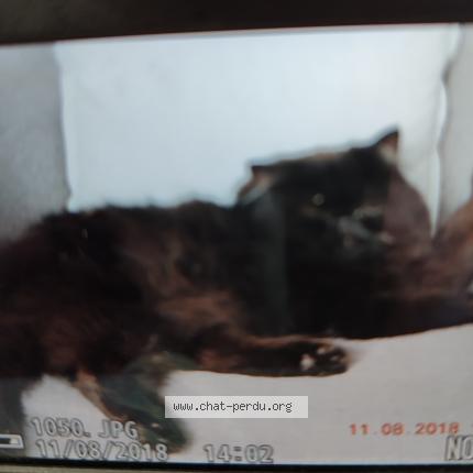 Photo 2/2 NAPOLEON Chat lost in Sainte marie