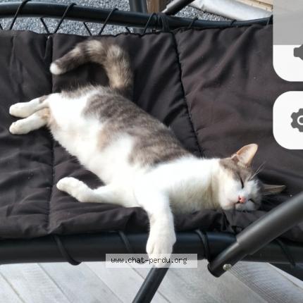 Photo 1/1 Grizou Chat lost in Fagnieres