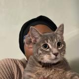 Picture of cat lost at Quimper