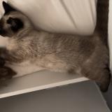 Picture of cat lost at Noisy Le Sec