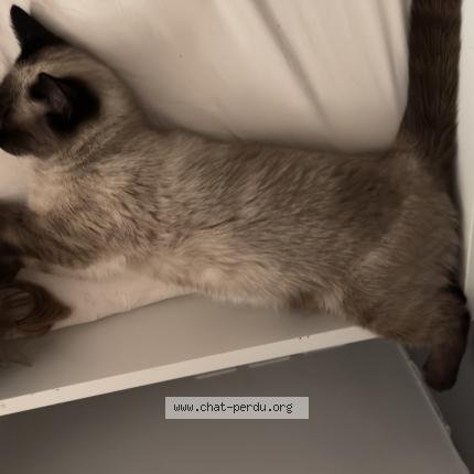 Photo 1/1 Ema ou Emi Chat lost in Noisy le sec