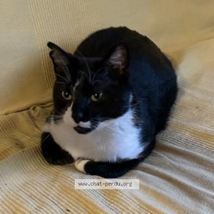 Photo 1/1 Charlie Chat lost in Marseille