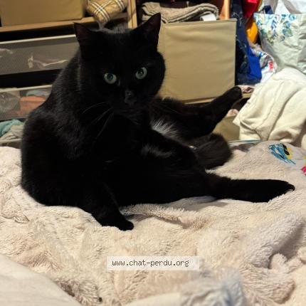 Photo 1/1 Satou Chat lost in Etterbeek