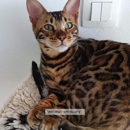 Foto 1/1 Kat teruggevonden Vermist in Menin