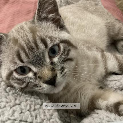 Photo 1/1 Atlas Mchoucha Chat lost in Montfermeil