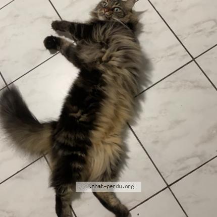 Photo 1/1 Opaline Chat lost in Le moule