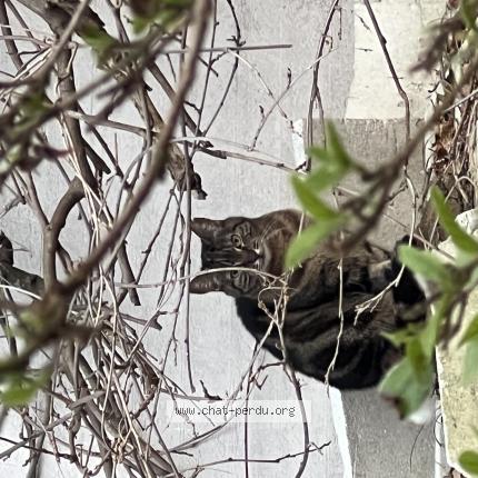 Photo 1/1 Found cat Found in Asnieres sur seine