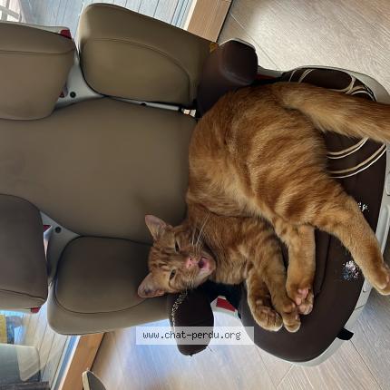 Photo 1/1 HUGO Chat lost in Assas