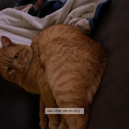 Photo 1/1 Sonnic Chat lost in Mannevillette