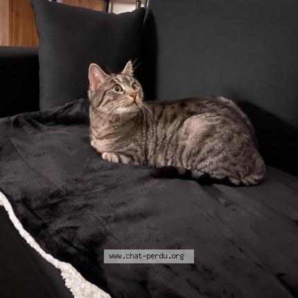 Photo 1/1 Tibby Chat lost in Marigny le lozon