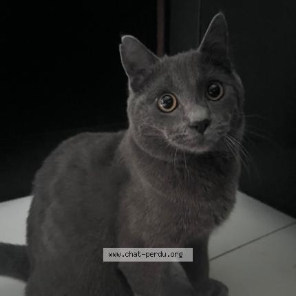 Photo 1/1 Mello Chat lost in Creil