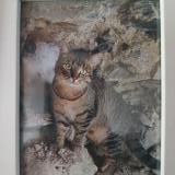 Picture of cat lost at Lingreville