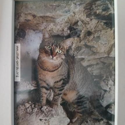 Photo 1/1 Lune Chat lost in Lingreville