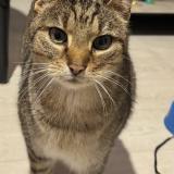 Picture of cat lost at Lamorlaye