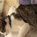 Picture of cat lost at Brou