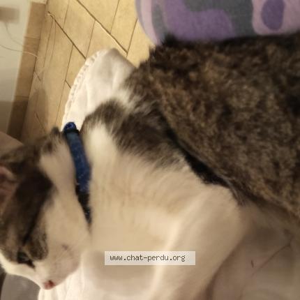 Photo 1/1 Mistic Chat lost in Brou