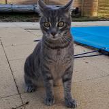 Picture of cat lost at Nieul Sur Mer