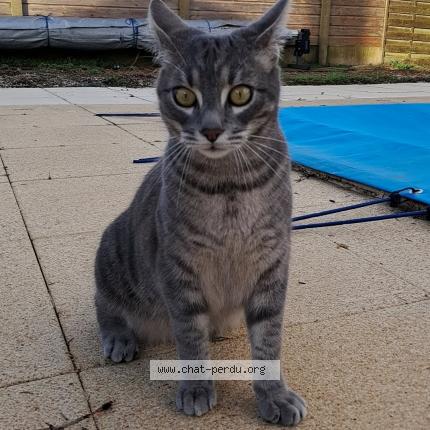 Photo 1/1 Anubis Chat lost in Nieul sur mer