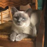 Picture of cat lost at Lille