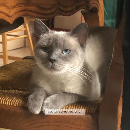 Photo 1/1 Mimi Chat lost in Lille