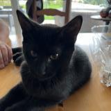 Picture of cat lost at Vallorbe