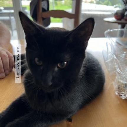 Photo 1/1 Vlad Chat lost in Vallorbe