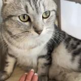 Picture of cat lost at Corbeil Essonnes