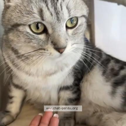 Photo 1/1 Pokpok Chat lost in Corbeil essonnes