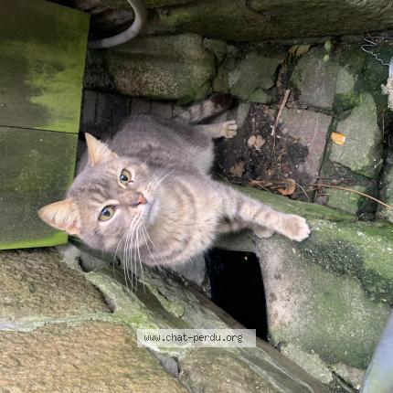 Photo 1/1 Found cat Found in Landerneau