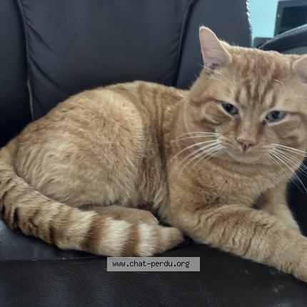 Photo 1/1 Minou Chat lost in Quebec