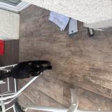 Picture of cat lost at La Motte Servolex 73290