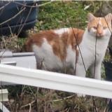 Picture of cat found at Argentan