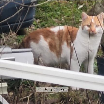 Photo 1/1 Found cat Found in Argentan