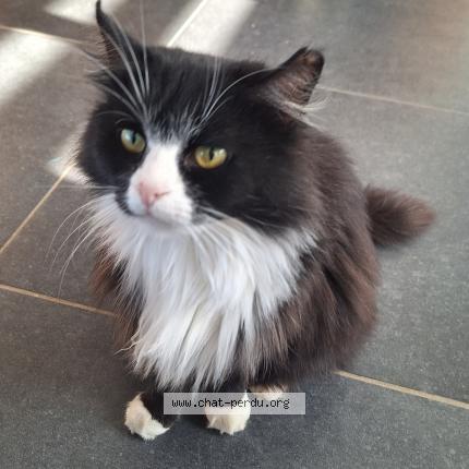 Foto 1/1 Kat teruggevonden Vermist in Isieres
