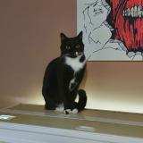 Picture of cat lost at Sedan