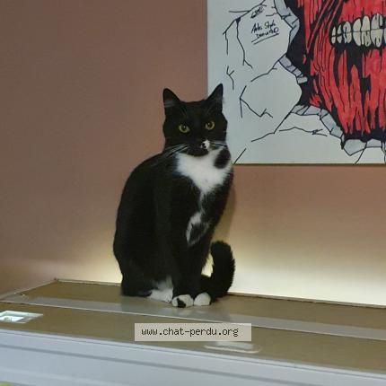 Photo 1/1 Stitch Chat lost in Sedan