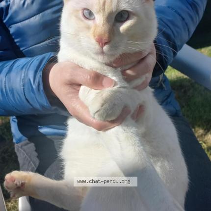 Photo 1/1 Found cat Found in Naintre