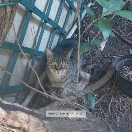 Photo 1/1 Found cat Found in Paris