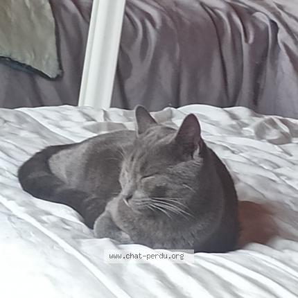 Photo 1/1 Venom Chat lost in Tuzaguet