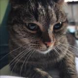 Picture of cat lost at Champcueil