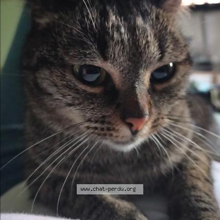 Photo 1/1 Louna Chat lost in Champcueil